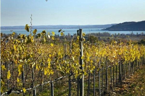 Koczor Winery & Guesthouse Balatonfüred Buitenkant foto